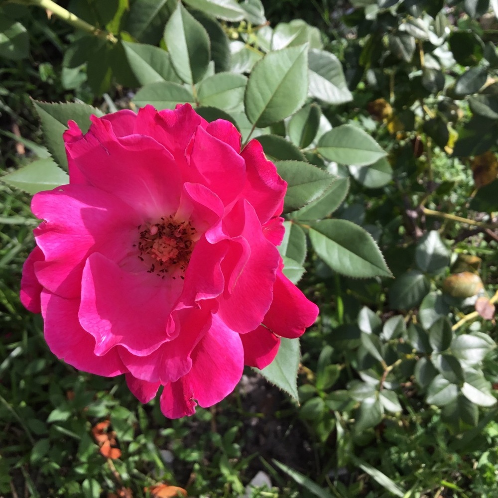Roses of Summer